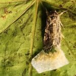 Descoberta surpreendente mostra que mariposas conseguem ouvir as plantas