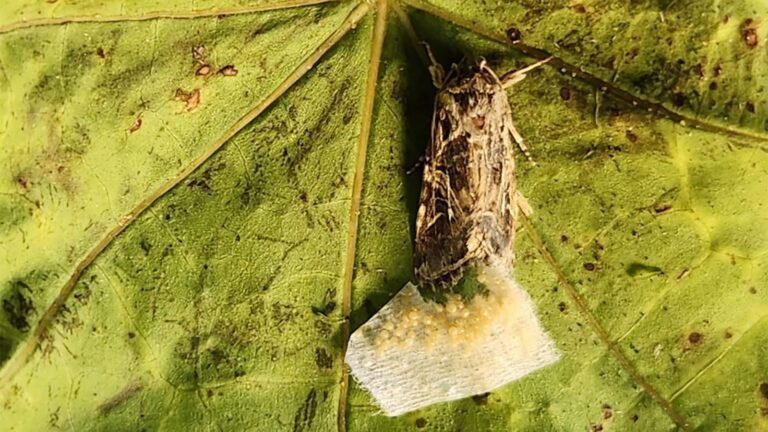 Descoberta surpreendente mostra que mariposas conseguem ouvir as plantas