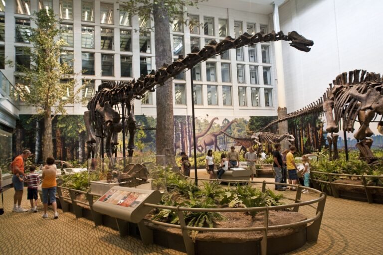 Estudo revela dieta de dinossauros gigantes há 150 milhões de ano