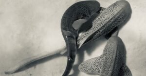 Primeiro registro de acasalamento de tubarões-leopardo revela sexo a três
