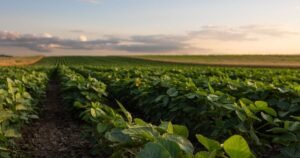 Faesp: Suspensão da sobretaxa pelos EUA traz previsibilidade ao setor