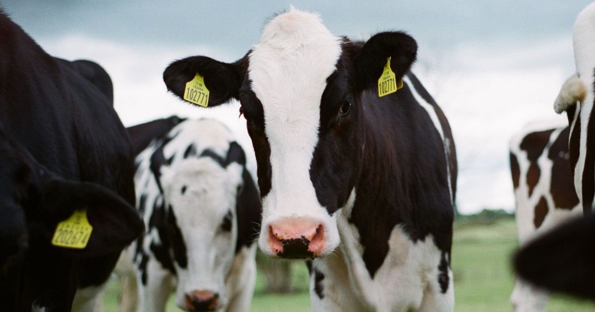 CNA prevê queda de 4,5% na produção de carne bovina em 2026