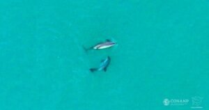 "Panda do mar" é o mamífero marinho mais ameaçado e pode desaparecer de vez