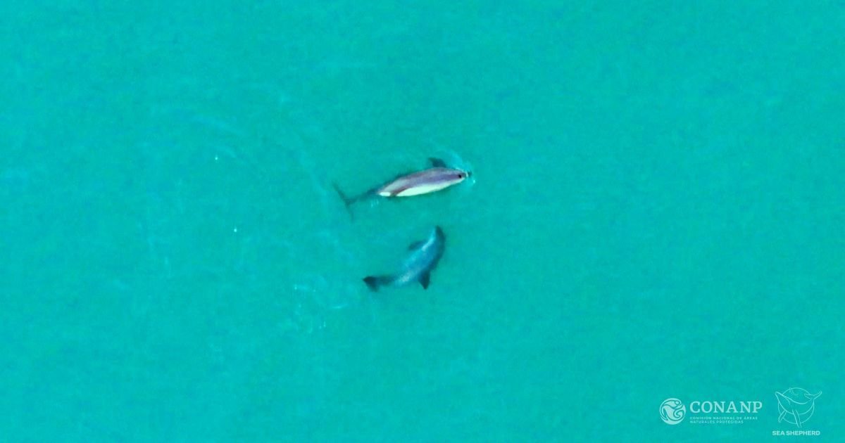 "Panda do mar" é o mamífero marinho mais ameaçado e pode desaparecer de vez