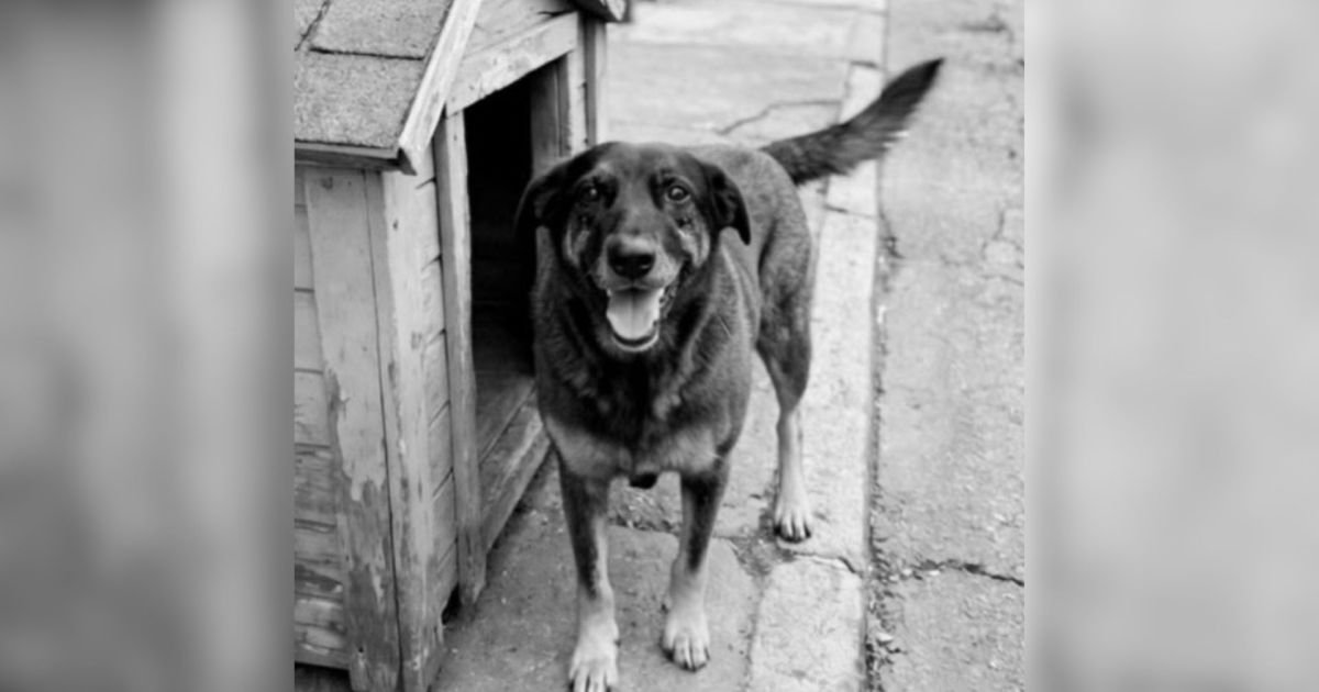 Cão Orelha: o que pode acontecer com adolescentes suspeitos de maus-tratos
