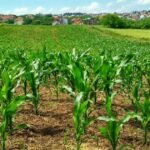 Como o agronegócio enfrenta o risco climático que muda a cada safra