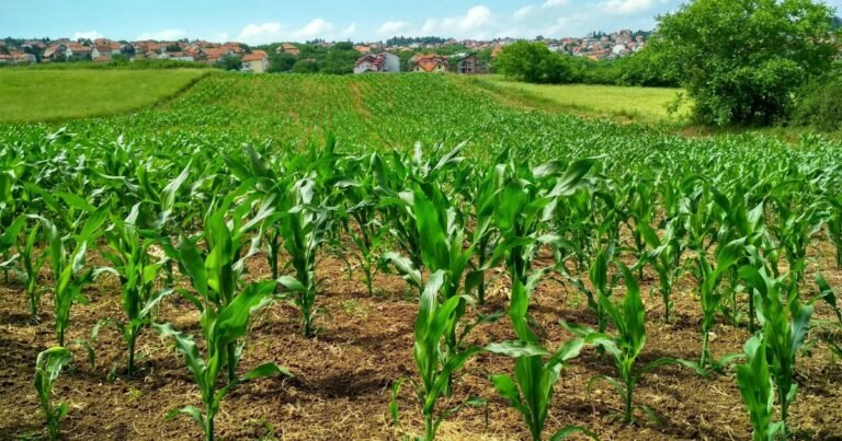 Como o agronegócio enfrenta o risco climático que muda a cada safra