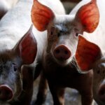 Dejeto suíno pode substituir fertilizante fosfatado na agricultura