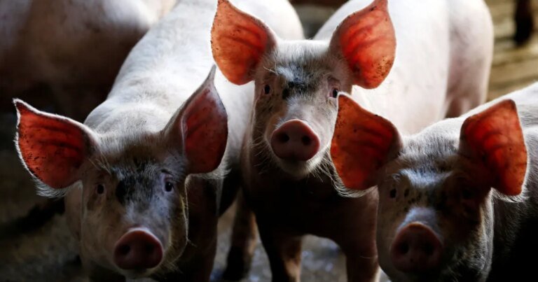 Dejeto suíno pode substituir fertilizante fosfatado na agricultura