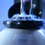 África busca tecnologia pecuária brasileira para ampliar produção no agro