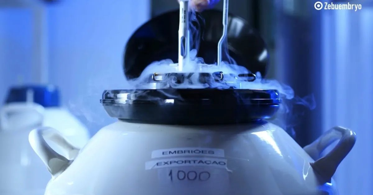 África busca tecnologia pecuária brasileira para ampliar produção no agro