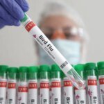 Nova Zelândia registra primeiro caso de gripe aviária H5N1 em ave marinha