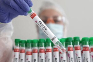 Nova Zelândia registra primeiro caso de gripe aviária H5N1 em ave marinha