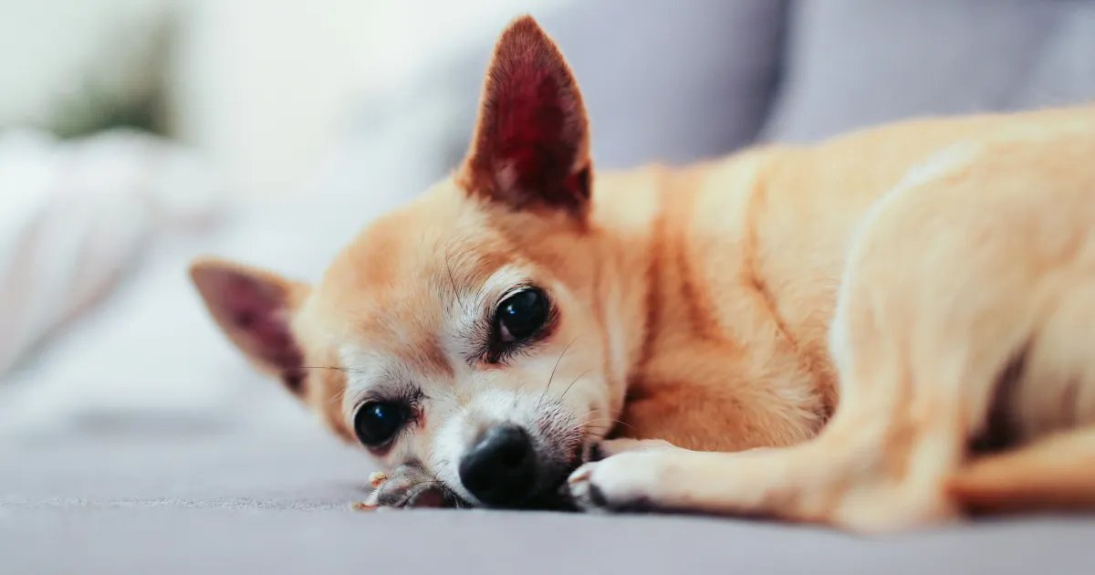 Projeto pode permitir enterro de pets junto aos tutores em Porto Alegre