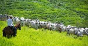 Projeto da CNA leva 'mar verde do sertão' para enfrentar a seca