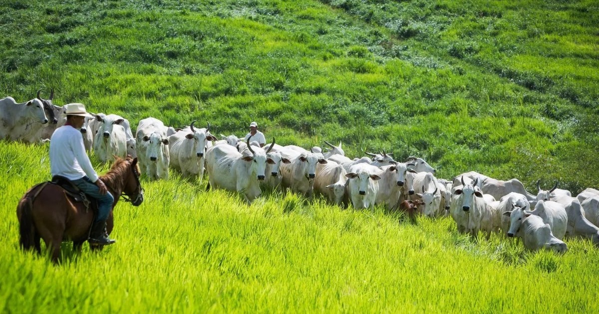 Projeto da CNA leva 'mar verde do sertão' para enfrentar a seca