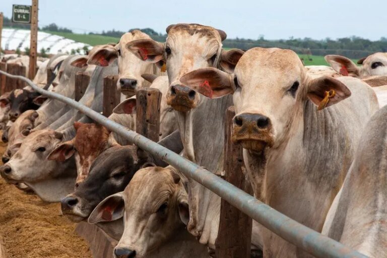 Sem China pecuarista de MT pisa no freio na decisão de confinar