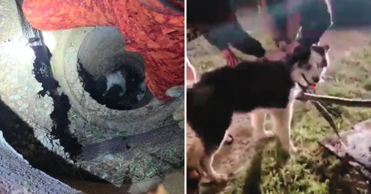 Vídeo: Cachorro fica preso em bueiro e é resgatado pelos bombeiros no RJ