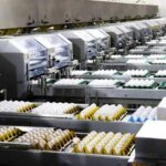 Produção brasileira de ovos deve crescer 5% em 2026