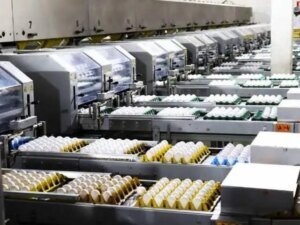 Produção brasileira de ovos deve crescer 5% em 2026